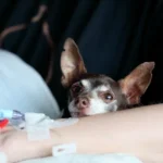 How A Dog Bite Injury Lawyer Supports Victims Through Recovery